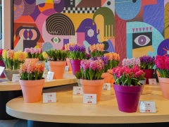 Highlighted image: Hyacintenshow op Keukenhof: Goede start van het seizoen!